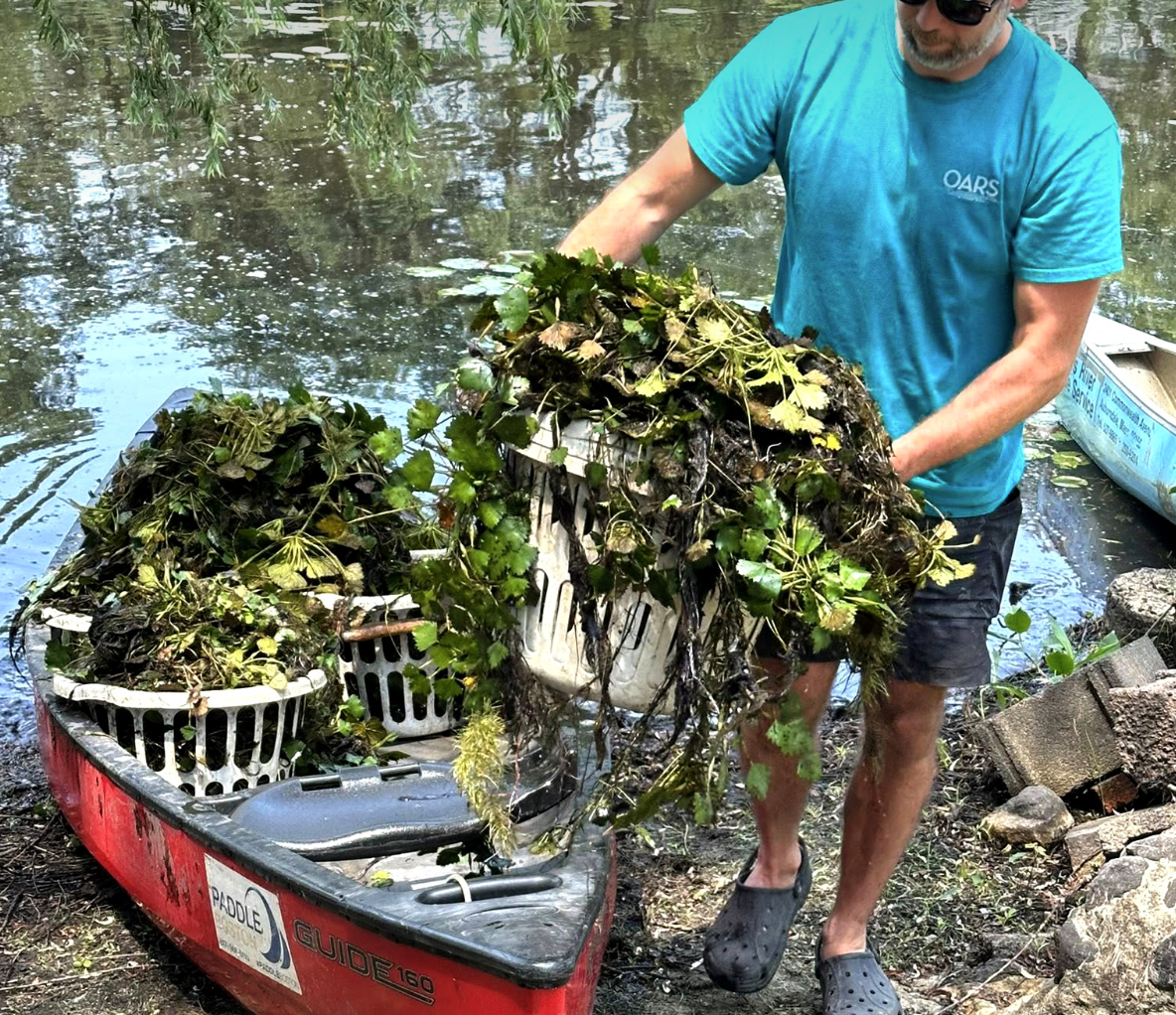 Bedford Water Chestnut Pull