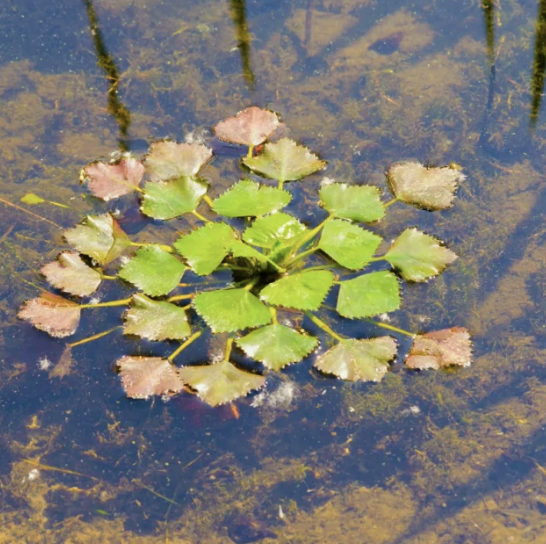 Acton Water Chestnut Pull (Organized by OARS)