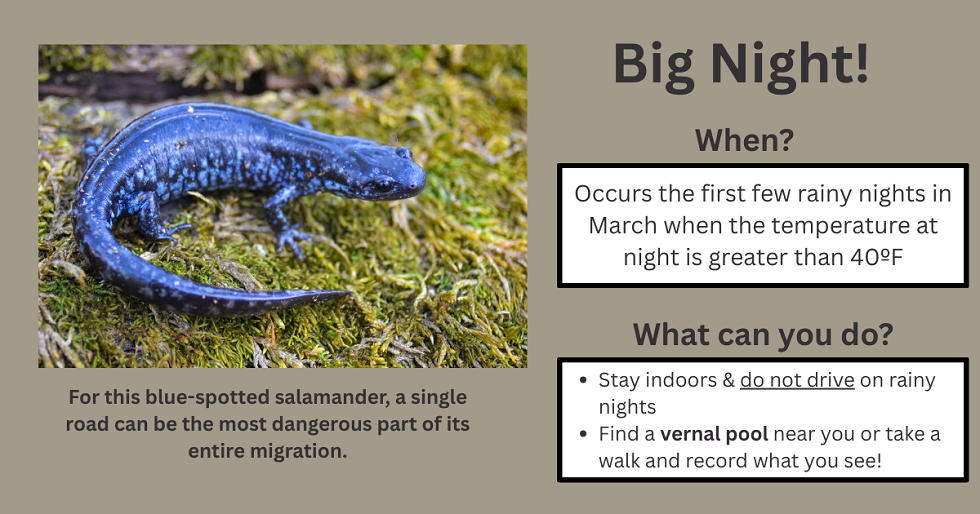 Blue Spotted Salamander